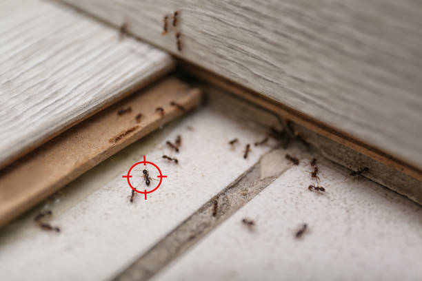 Flea Control Services in Binghamton University, NY