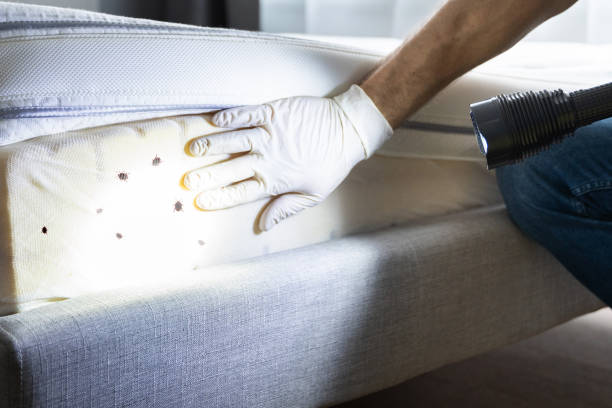 Reliable Binghamton University, NY Pest Control Solutions