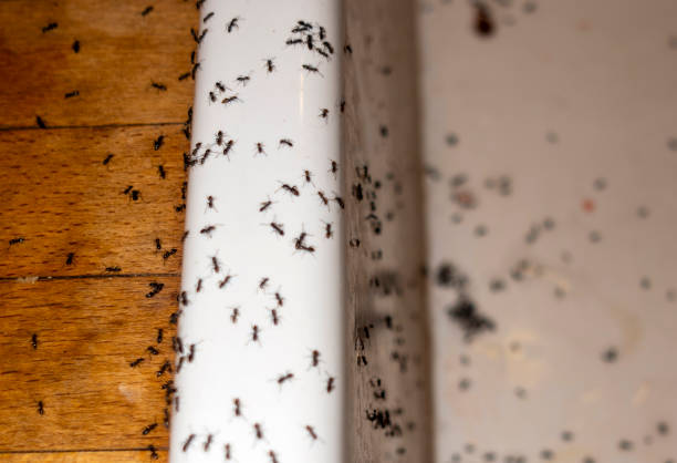 Best Ant Control Services  in Binghamton University, NY