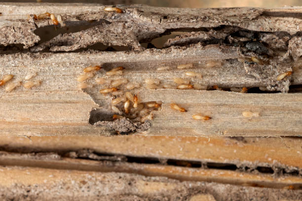 Best Affordable Pest Control Services  in Binghamton University, NY